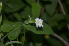 Thunbergia fragrans var. vestita